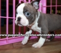 Perfect Blue Boston Terrier Puppies for sale Atlanta Georgia
