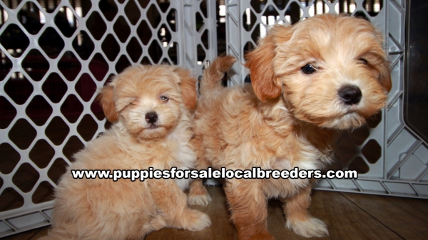 Lovely Cavapoo Puppies for sale Atlanta Georgia