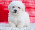 Microchiped BichonPoo Puppies for sale Atlanta Georgia