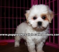 Microchiped Shih Poo Puppies for sale Atlanta Georgia