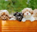 Microchiped Shih Poo Puppies for sale Atlanta Georgia
