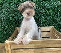 Small Mini Schnauzer Puppies For Sale Georgia Near Atlanta