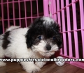 Small Maltipoo Puppies For Sale Georgia Near Atlanta
