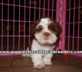 Small Shih Tzu Puppies For Sale Georgia Near Atlanta