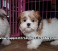 Small Malti Tzu Puppies For Sale Georgia Near Atlanta
