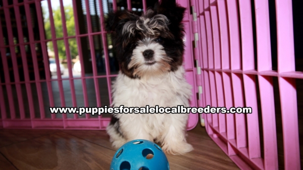 Small Yorkie Puppies For Sale Georgia Near Atlanta