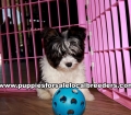 Small Yorkie Puppies For Sale Georgia Near Atlanta