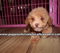 Adorable Poodle Puppies For Sale Georgia Near Atlanta
