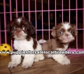 Cute Shih Tzu Puppies For Sale Georgia Near Atlanta