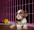 Cute Shih Tzu Puppies For Sale Georgia Near Atlanta