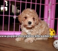 Cute Poodle Puppies For Sale Georgia Near Atlanta