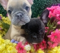 Cute French Bulldog Puppies For Sale Georgia Near Atlanta