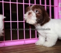 Cute Shih Tzu Puppies For Sale Near Georgia Atlanta