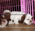 Cute Shih Tzu Puppies For Sale Near Georgia Atlanta